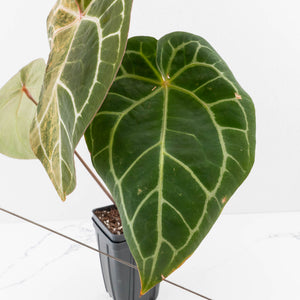 Anthurium NSE Red Crystallinum x Crystallinum Variegated (wk34-U39)