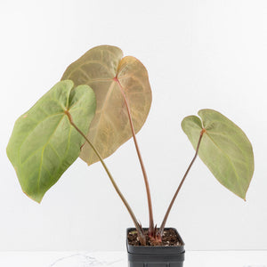 Anthurium NSE Red Crystallinum x Crystallinum Variegated (wk34-U39)