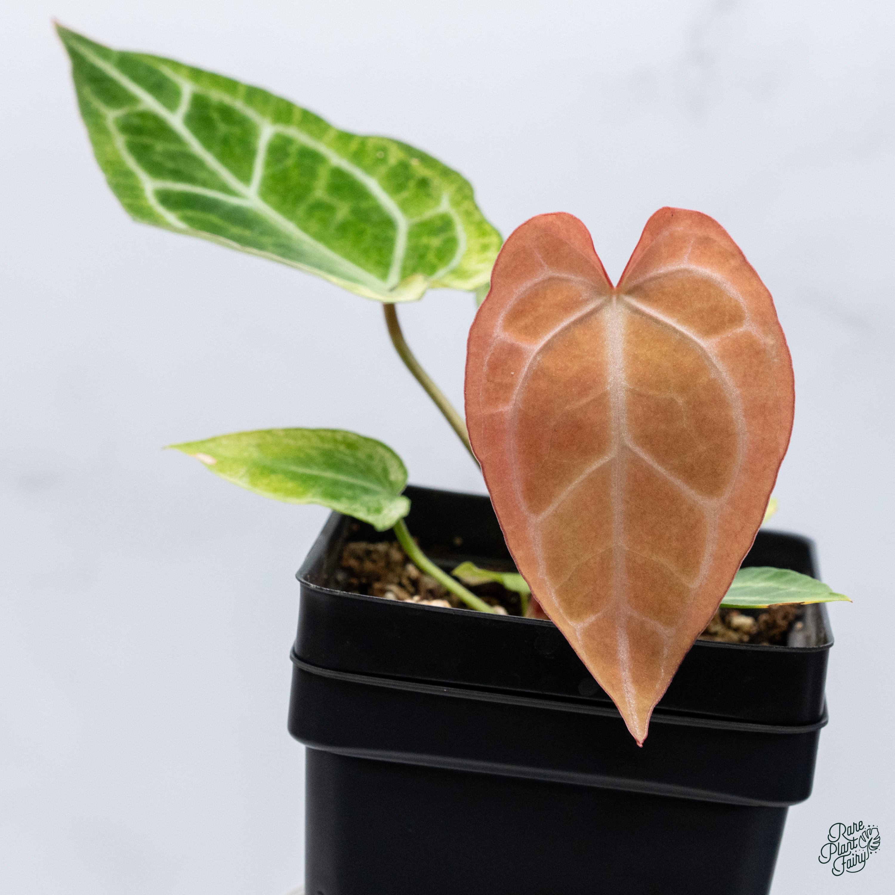 PCF Red crystalinum NSE x Sliver Blush Anthurium NSE Red