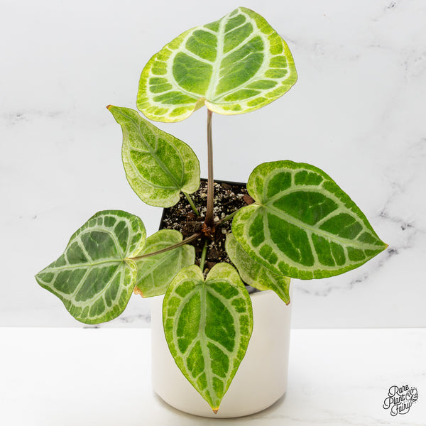 Anthurium NSE Red Crystallinum x Variegated Crystallinum Variegated (wk48-UK)