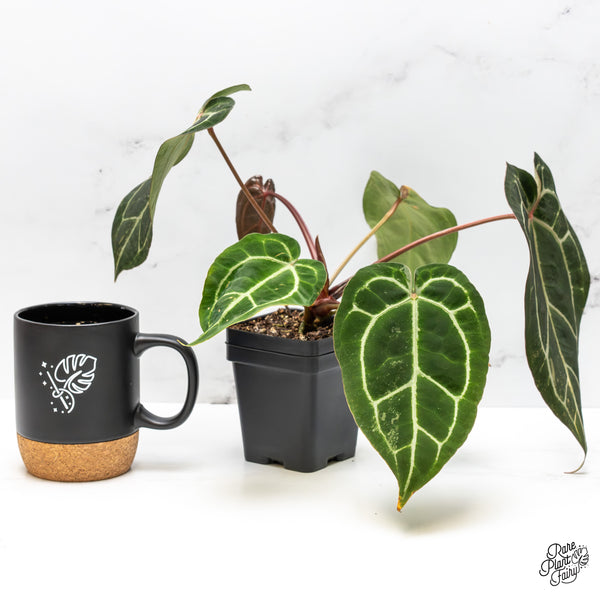 Anthurium NSE Red Crystallinum x Crystallinum Variegated (wk50-UA)