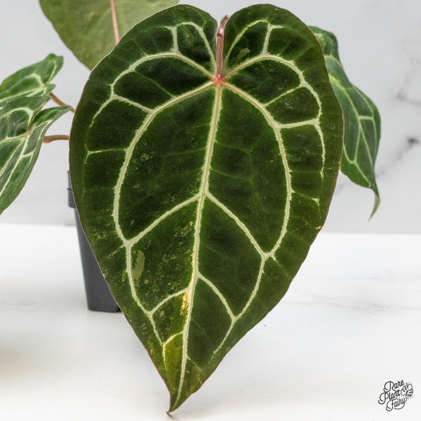Anthurium NSE Red Crystallinum x Crystallinum Variegated (wk50-UA)