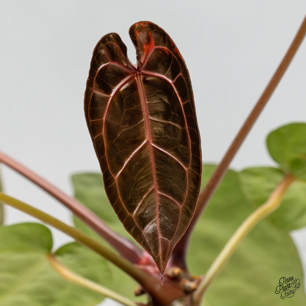 Anthurium NSE Red Crystallinum x Crystallinum Variegated (wk50-UA)
