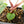 Anthurium NSE Red Crystallinum x Antolakii (BVEP) (wk17-A)