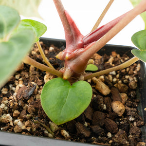 Anthurium NSE Red Crystallinum x Antolakii (BVEP) (wk17-A)