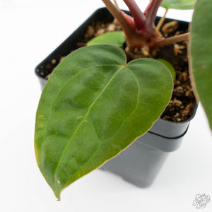 Anthurium NSE Red Crystallinum x Antolakii (BVEP) (wk17-A)