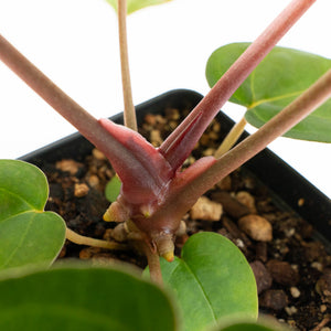 Anthurium NSE Red Crystallinum x Antolakii (BVEP) (wk17-A)
