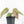 Anthurium NSE Red Crystallinum x Antolakii (BVEP) (wk17-A)