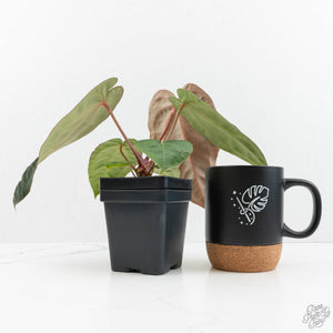 Anthurium NSE Red Crystallinum x Antolakii (BVEP) (wk17-A)