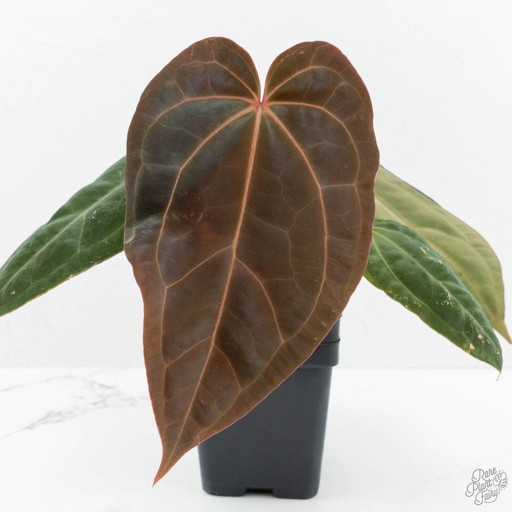 Anthurium NSE Red Crystallinum x Antolakii (BVEP) (wk17-A) – Rare Plant  Fairy