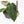 Anthurium NSE Red Crystallinum x Antolakii (BVEP) (wk17-A)