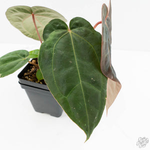 Anthurium NSE Red Crystallinum x Antolakii (BVEP) (wk17-A)