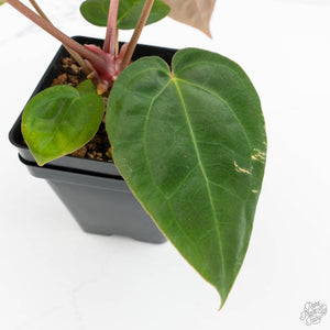 Anthurium NSE Red Crystallinum x Antolakii (BVEP) (wk17-A)