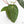Anthurium NSE Red Crystallinum x Antolakii (BVEP) (wk17-A)