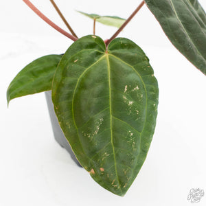 Anthurium NSE Red Crystallinum x Antolakii (BVEP) (wk17-A)