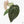 Anthurium NSE Red Crystallinum x Antolakii (BVEP) (wk17-A)