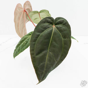 Anthurium NSE Red Crystallinum x Antolakii (BVEP) (wk17-A)