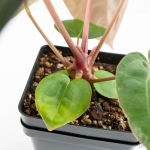 Anthurium NSE Red Crystallinum x Antolakii (BVEP) (wk17-A)