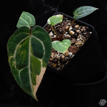 Can Plants Feel Pain? Uncovering the Science Behind Plant Perception