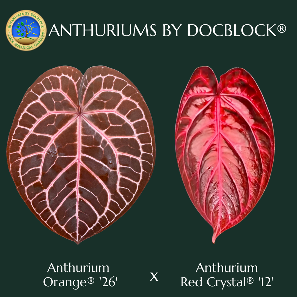 Anthurium Orange '26' x DocBlock Red Crystal '12' by DocBlock