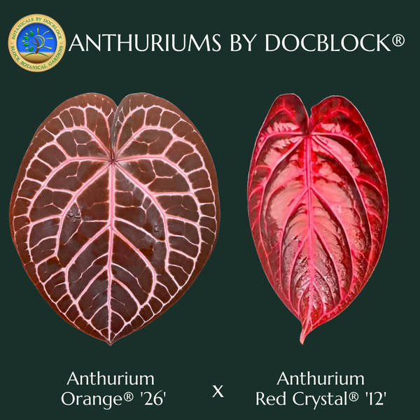 Anthurium Orange '26' x DocBlock Red Crystal '12' by DocBlock