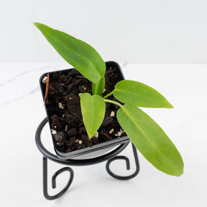 Anthurium Pallidiflorum