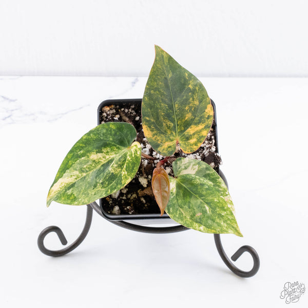 Anthurium Papillilaminum Variegated (wk11-US) *Round Form*
