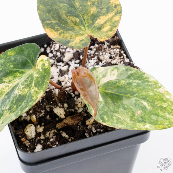 Anthurium Papillilaminum Variegated (wk11-US) *Round Form*