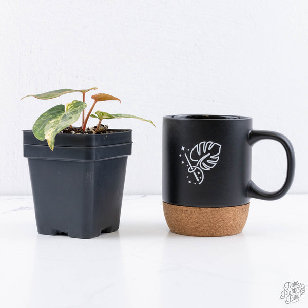 Anthurium Papillilaminum Variegated (wk11-US) *Round Form*