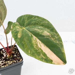 Anthurium Papillamnium × 'Ralph Lynam' variegated (wk23-UA)