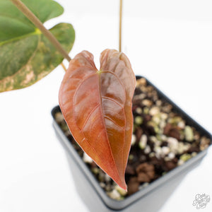 Anthurium Papillamnium × 'Ralph Lynam' variegated (wk23-UA)
