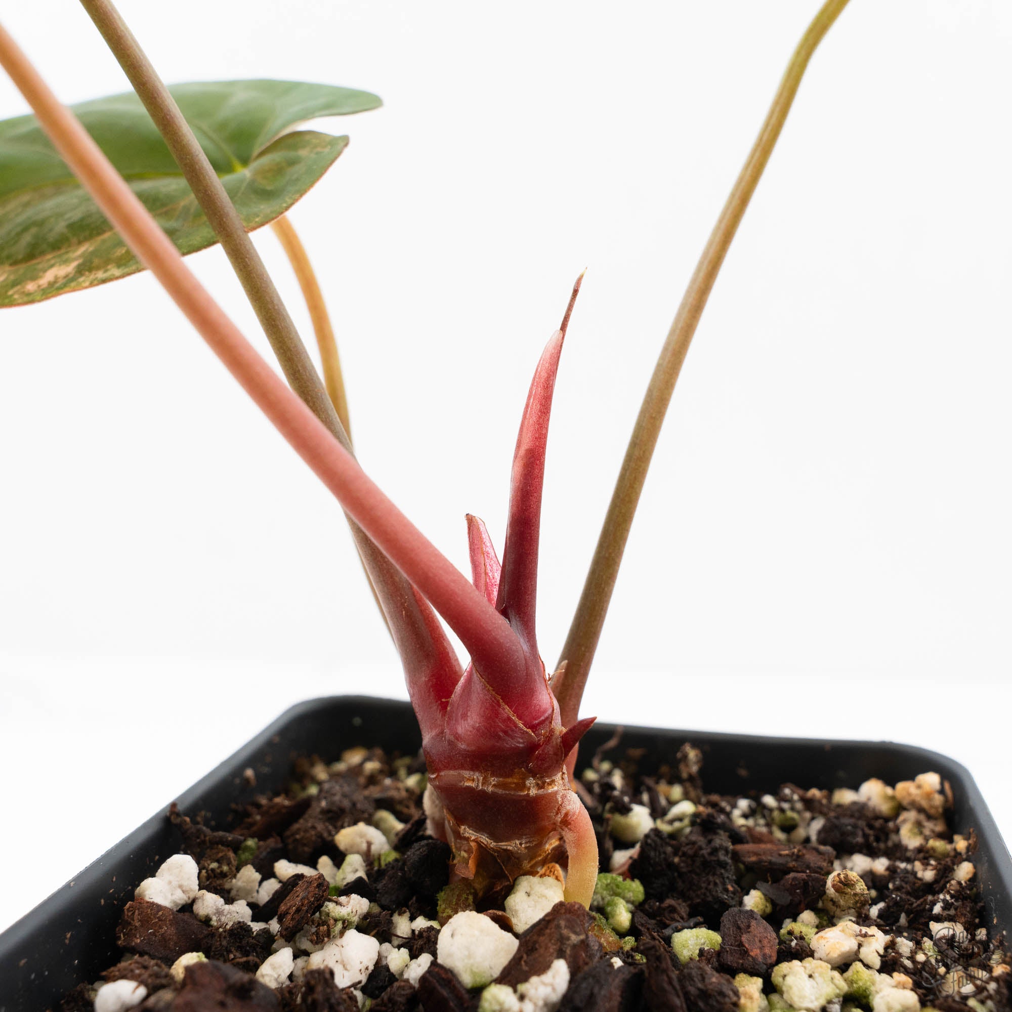 anthurium ralph lynam Anthurium Papillamnium × 'Ralph Lynam' variegated (wk23-UA) – Rare Plant Fairy