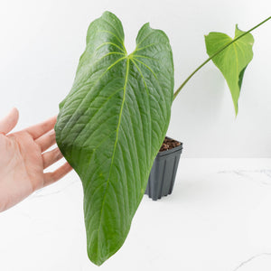 Anthurium Papillilaminum x Rugulosum ('Canal Queen') by Jay Vannini (wk36-L228)