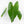 Anthurium Papillilaminum x Rugulosum ('Canal Queen') by Jay Vannini (wk36-L228)