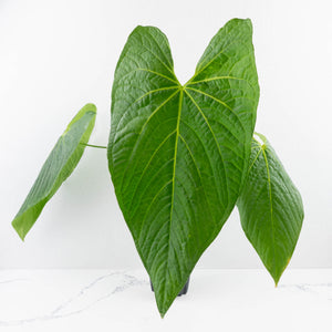Anthurium Papillilaminum x Rugulosum ('Canal Queen') by Jay Vannini (wk36-L228)