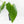 Anthurium Papillilaminum x Rugulosum ('Canal Queen') by Jay Vannini (wk36-L228)
