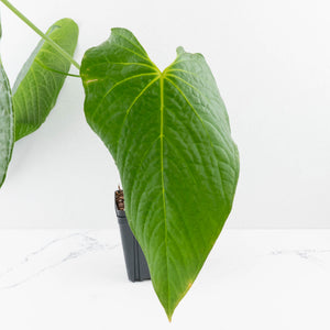 Anthurium Papillilaminum x Rugulosum ('Canal Queen') by Jay Vannini (wk36-L228)