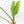 Anthurium Papillilaminum x Rugulosum ('Canal Queen') by Jay Vannini (wk36-L228)