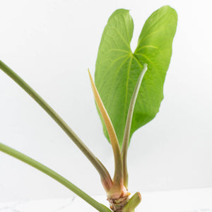 Anthurium Papillilaminum x Rugulosum ('Canal Queen') by Jay Vannini (wk36-L228)