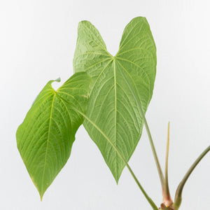 Anthurium Papillilaminum x Rugulosum ('Canal Queen') by Jay Vannini (wk36-L228)