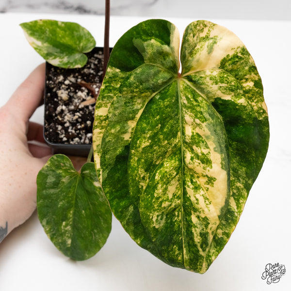 Anthurium Papillilaminum x Dressleri 'Rio Gaunche' (wk48-UA)