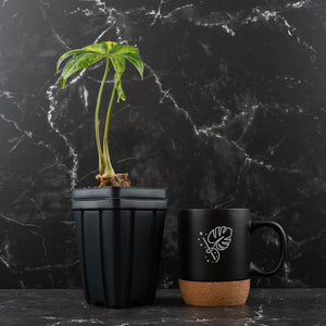 Anthurium Pedatoradiatum Variegated (w42-L385)