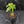 Anthurium Pedatoradiatum Variegated (w42-L385)