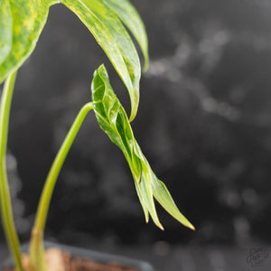 Anthurium Pedatoradiatum Variegated (w42-L385)