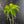 Anthurium Pedatoradiatum Variegated (w42-L385)