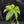 Anthurium Pedatoradiatum Variegated (w42-L385)