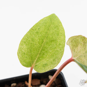 Anthurium Portillae x Ace of Spades Variegated (wk40-U157)
