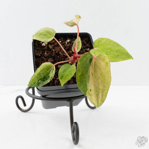 Anthurium Portillae x Ace of Spades Variegated (wk40-U157)