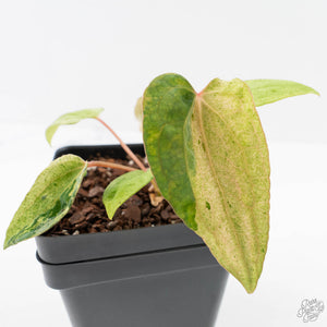 Anthurium Portillae x Ace of Spades Variegated (wk40-U157)