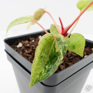 Anthurium Portillae x Ace of Spades Variegated (wk40-U157)
